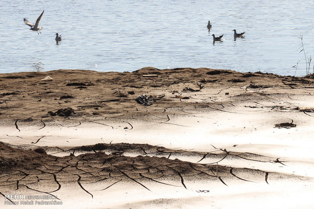 1st group of migratory birds arrive in Karun coast