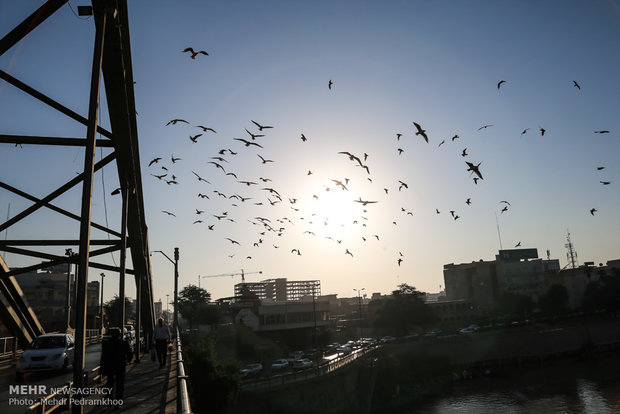 1st group of migratory birds arrive in Karun coast