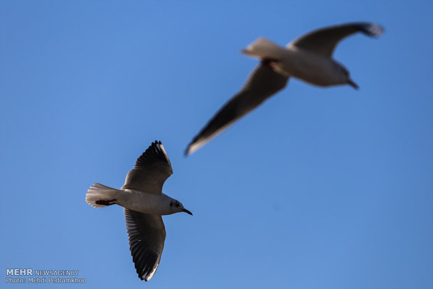 1st group of migratory birds arrive in Karun coast