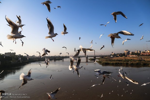 1st group of migratory birds arrive in Karun coast