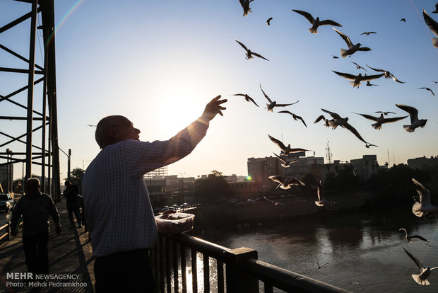 1st group of migratory birds arrive in Karun coast