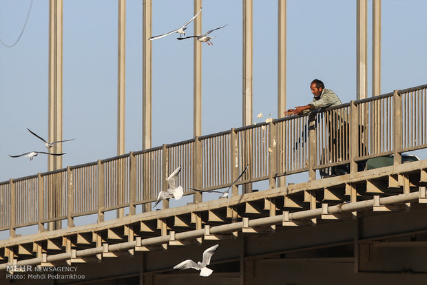 1st group of migratory birds arrive in Karun coast