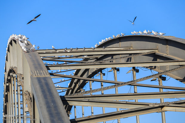 1st group of migratory birds arrive in Karun coast