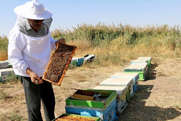 تولید ۳۳ تن عسل با اجرای طرح‌های زنبورداری کمیته امداد طالقان