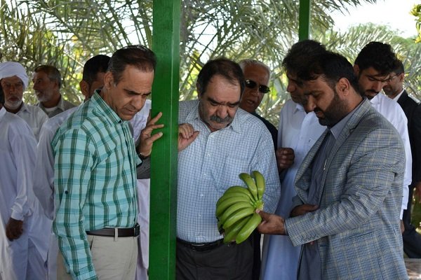 بخش «زرآباد» قطب میوه های گرمسیری در سیستان و بلوچستان - خبرگزاری مهر |  اخبار ایران و جهان | Mehr News Agency