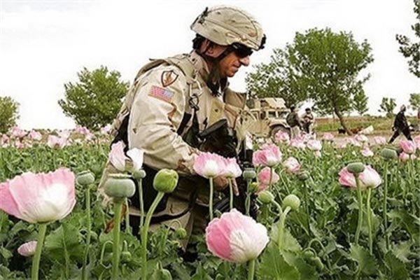 NATO's responsibility toward drug production in Afghanistan