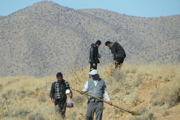  دومین مرحله عملیات احیای مناطق آسیب دیده جنگل های پاسارگادآغازشد