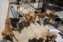 ۴۳۰۰ قلاده سگ در کهگیلویه و بویراحمد واکسینه شدند