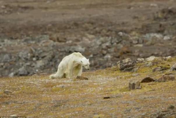 فیلمی از مرگ خرس قطبی به دلیل تغییرات آب و هوایی