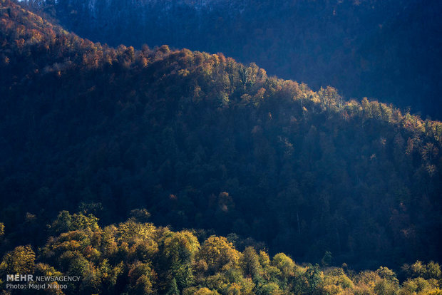 Beauties of late fall in Lovidge Forest of N Iran