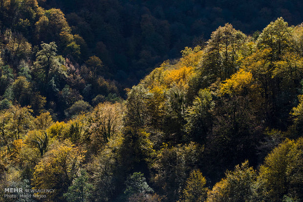 Beauties of late fall in Lovidge Forest of N Iran