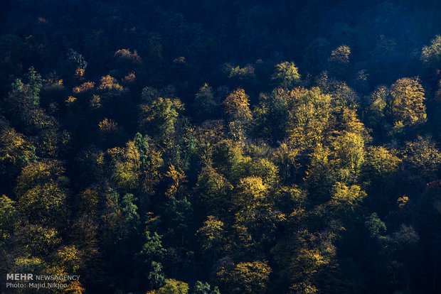 Beauties of late fall in Lovidge Forest of N Iran