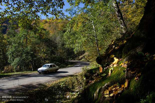 Beauties of late fall in Lovidge Forest of N Iran