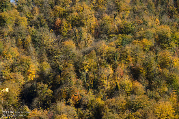 Beauties of late fall in Lovidge Forest of N Iran