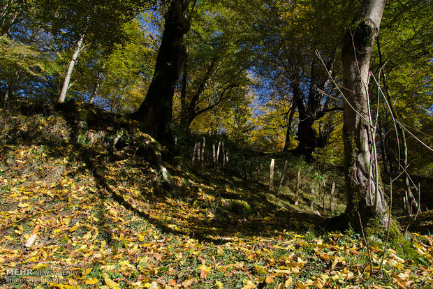 Beauties of late fall in Lovidge Forest of N Iran