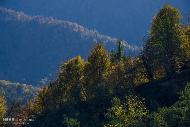 Beauties of late fall in Lovidge Forest of N Iran