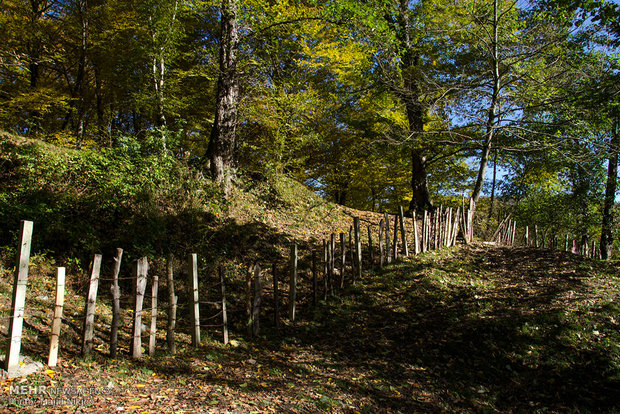 Beauties of late fall in Lovidge Forest of N Iran