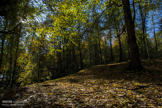 Beauties of late fall in Lovidge Forest of N Iran