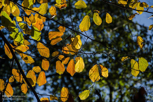 Beauties of late fall in Lovidge Forest of N Iran