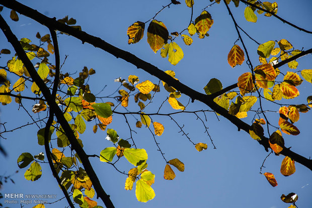 Beauties of late fall in Lovidge Forest of N Iran