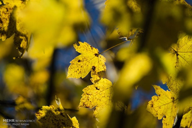 Beauties of late fall in Lovidge Forest of N Iran