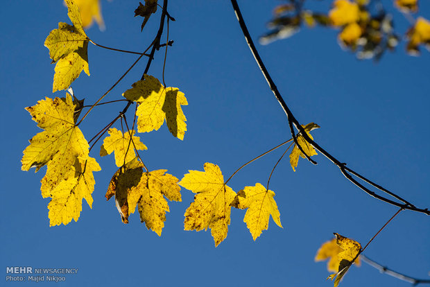 Beauties of late fall in Lovidge Forest of N Iran