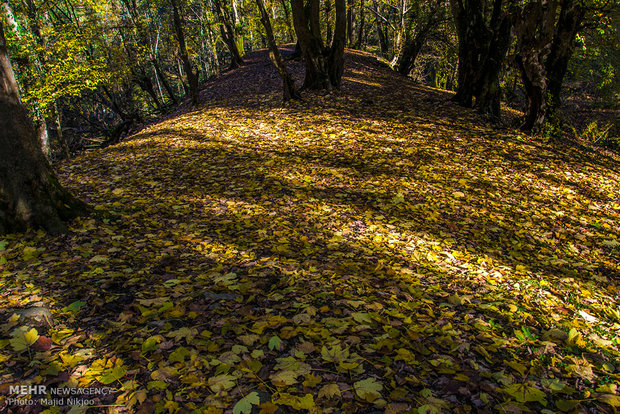 Beauties of late fall in Lovidge Forest of N Iran