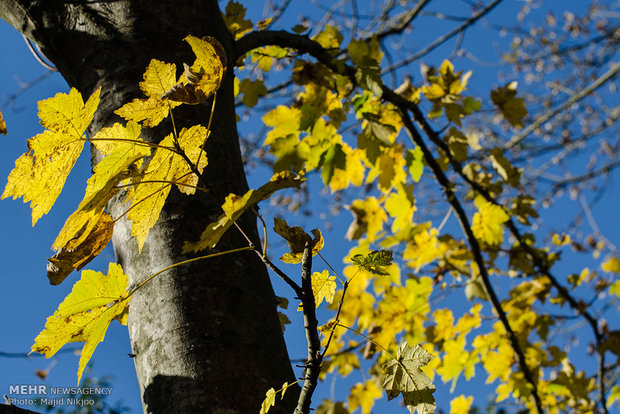 Beauties of late fall in Lovidge Forest of N Iran