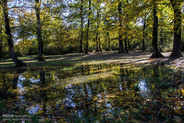 Beauties of late fall in Lovidge Forest of N Iran