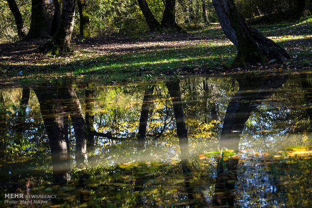 Beauties of late fall in Lovidge Forest of N Iran