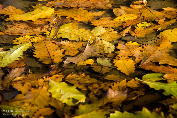 Beauties of late fall in Lovidge Forest of N Iran