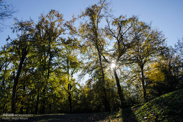 Beauties of late fall in Lovidge Forest of N Iran