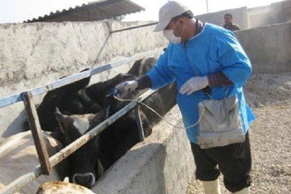 دامپزشكي،تب،بيماري،برفكي،واكسيناسيون،دام،بهداشتي،دامداران،خل ...