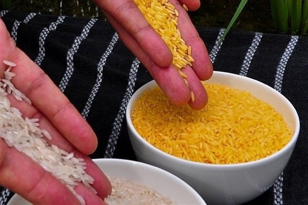مجوز ایمنی زیستی برنج طلایی در فیلیپین صادر شد