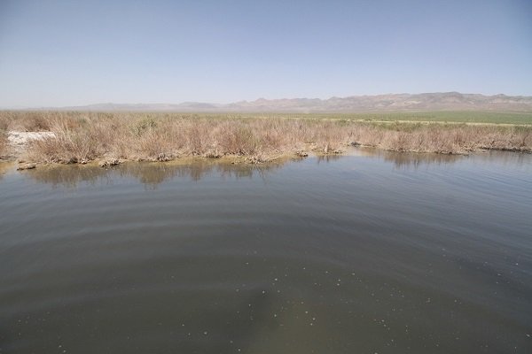 نوش داروی زمستانی بر زخم کجی نهبندان/۴۰درصد ظرفیت تالاب آبگیری شد