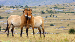 Przewalskis horse
