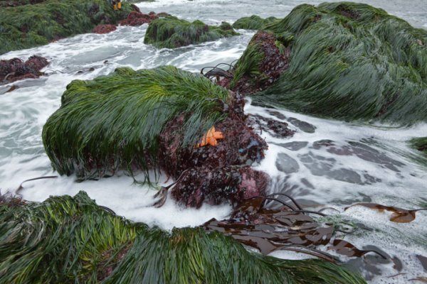 تاثیر جلبک دریایی در توقف آلوده شدن سلول های انسانی به کرونا