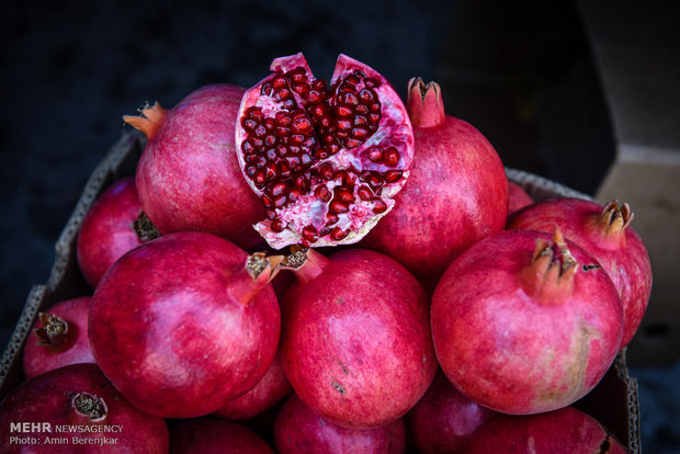 Pomegranate garden in Fars province