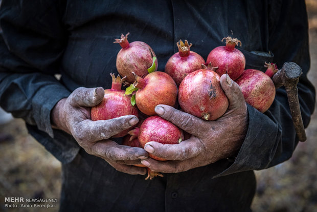 Pomegranate garden in Fars province