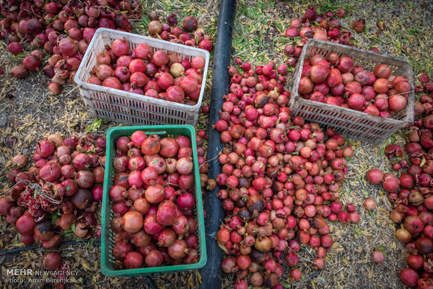 Pomegranate garden in Fars province