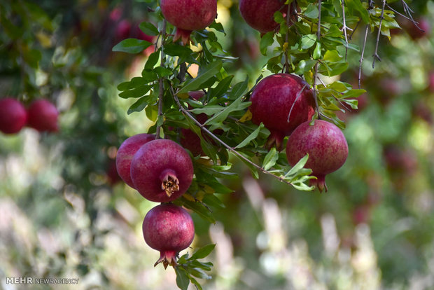 Last days of pomegranate pick in Isfahan province