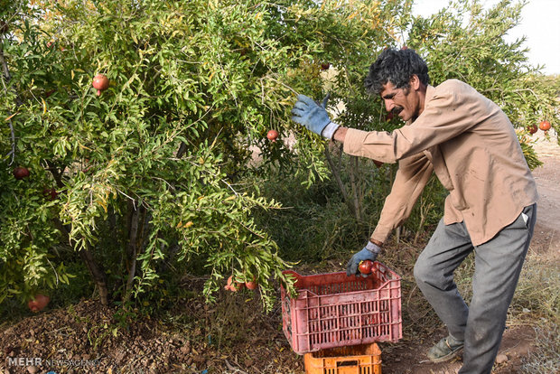 Last days of pomegranate pick in Isfahan province