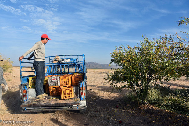 Last days of pomegranate pick in Isfahan province