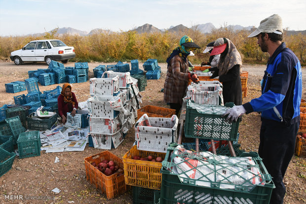 Last days of pomegranate pick in Isfahan province