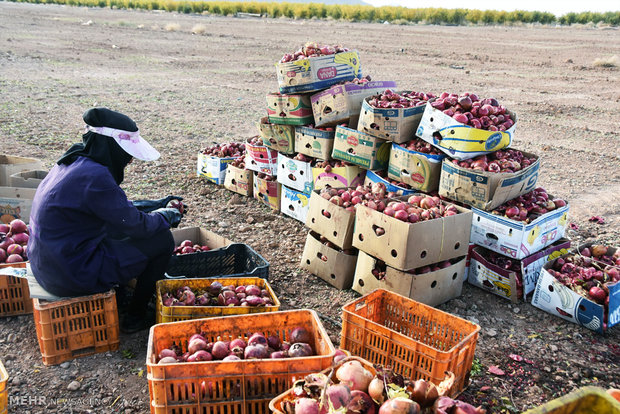 Last days of pomegranate pick in Isfahan province