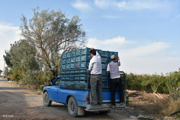 Last days of pomegranate pick in Isfahan province