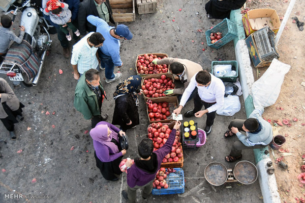 Last days of pomegranate pick in Isfahan province