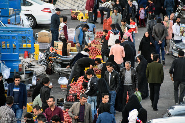 Last days of pomegranate pick in Isfahan province