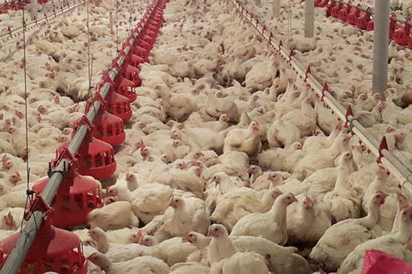 زنجیره مرغ در استان بوشهر تکمیل می‌شود/ افزایش تولید خوراک طیور