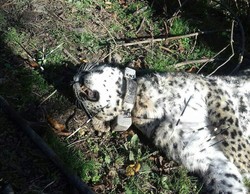 Roudsar leopard dies in fight with hedgehog